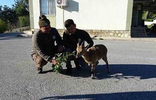 Yavru yaban keçisi, milli parkların maskotu oldu
