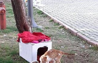 Yıkıntılar arasından gelen kediye kucak açtı