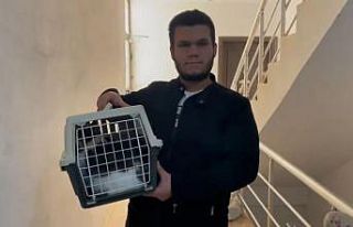 10 bin TL ödülle aradığı kedisini, rüyasına...