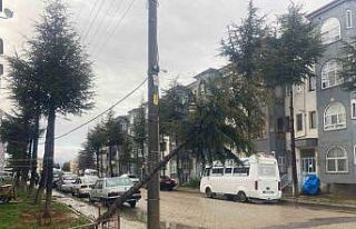 10 yıllık çam ağacı rüzgarın şiddetine dayanamayarak...