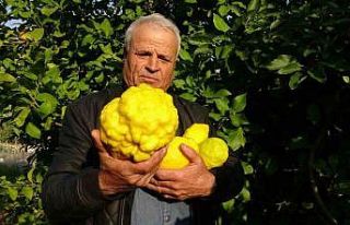 1 kiloyu geçen sıra dışı büyüklükte bergamot...
