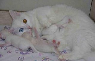 2023 yılının ilk yavru Van kedileri dünyaya geldi