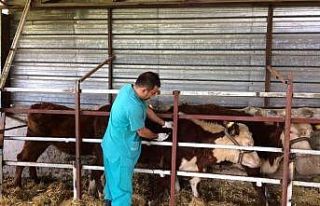 3 bin 255 hayvan aşılandı