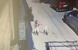 5 yaşındaki çocuğa ve kadına saldıran köpeğin...