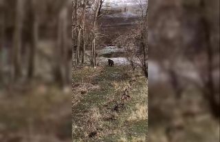 Aç kalan ayı köy yakınına kadar indi