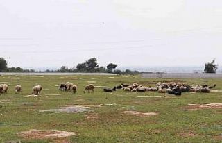 Aç kalan sokak köpekleri bir yılda 30 koyunu telef...