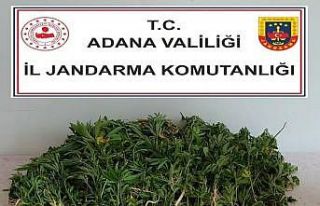 Adana’da 106 kök kenevir bitkisi ele geçirildi