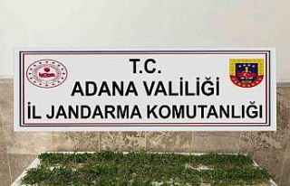 Adana’da 3 bin 250 kök Hint keneviri ele geçirildi