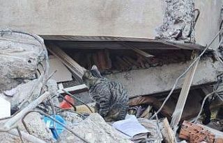 Adıyaman’da deprem sonrası kediler enkazı terk...