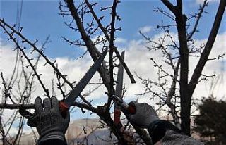 Ağaçlara bahar bakımı