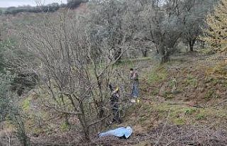 Ağaçtan düşen çiftçi hayatını kaybetti