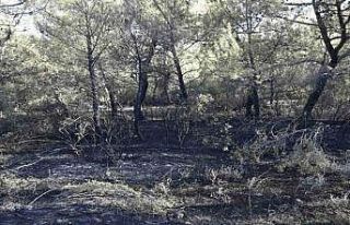 Akhisar’da orman yangını çıkaran 3 kişi yakalandı