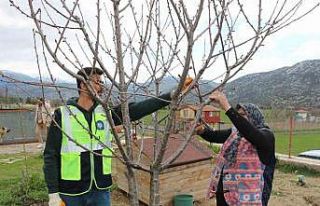 Akseki ve Demre’de budama ve aşılama eğitimi...