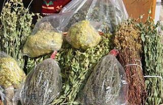 Anamas Dağı’ndan toplanan bitkiler rağbet görüyor