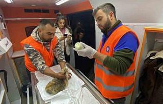 Antalya Büyükşehir Belediyesi veterinerleri Gaziantep’te