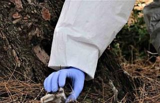 Antalya’da 50 metrekare alanda 60 bin "terminatör"...