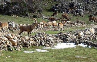 Antalya’da mahallelinin ürkek misafirleri