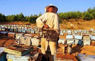 Arıcılara ‘Erken bahar’ uyarısı