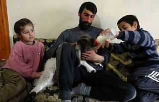 Arka ayakları felçli olan kuzuya evde çocuk gibi...