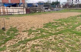 Arnavutköy’de boş arsadaki yüzlerce karınca...