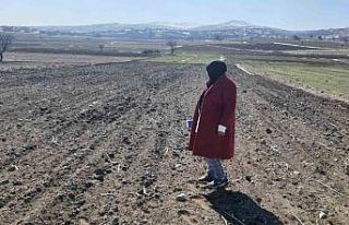 Arpa ve buğdayın ürün verimliğinin analizi yapıldı