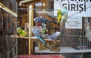 Asrın felaketi sonrası ötücü kuşlara ilgi arttı