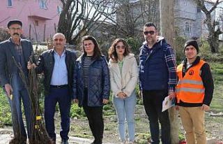 Atakum’da çiftçiye 1000 incir fidanı desteği