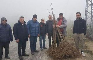 Atıl alanlar kestanelerle dolacak