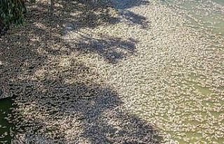 Avustralya’daki nehirde bulunan yüz binlerce ölü...