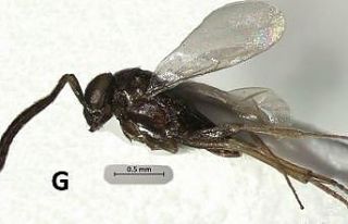 Aydın’da yeni bir böcek türü bulundu