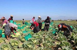 Aydın’ın beyaz lahanası ilgi görüyor