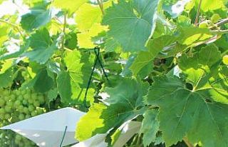 Bağlara zarar veren salkım güvesiyle mücadele...