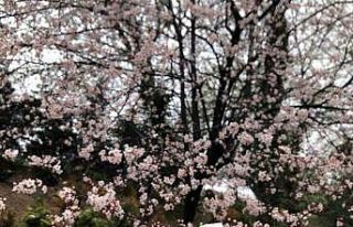 Baharı bekleyen Ankara’ya kış geri geldi