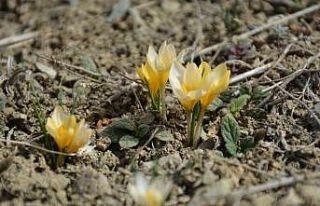 Baharın müjdecisi çiğdemler çiçek açtı, bozkır...