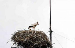 ’Baharın müjdecisi’ leylekler Ardahan’a gelmeye...