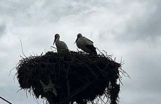 Baharın müjdecisi leylekler yuvalarına döndü