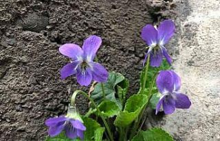 Baharın müjdecisi mavi menekşeler bahçeleri süslemeye...