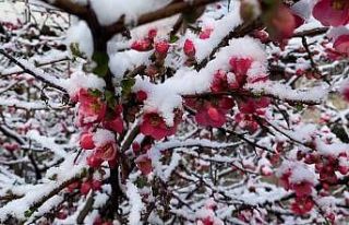 Baharla birlikte çiçek açan ağaçlar karla kaplandı
