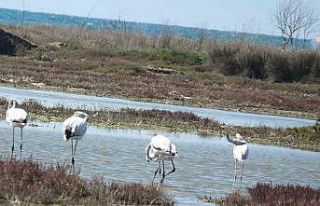 Balıkesir sahillerinde Flamingo güzelliği yaşanıyor