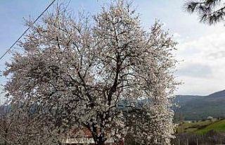Balıkesir’de ağaçlar erken çiçek açtı