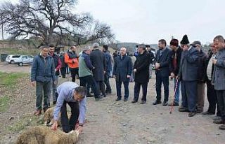 Balıkesir’de barajlar dolsun diye adak kesildi