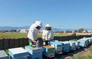 Balıkesir’de son yağışlar arıcıları sevindirdi