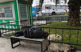 Bankta uyuyan ’Red Kit’i yanına yatan sokak köpekleri...