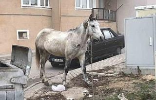 Başıboş gezen atlar yine cadde ve sokaklarda