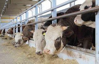 Batman’da şap hastalığı için önlemler alındı