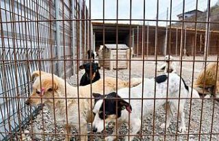 Biga Belediyesi’nden Kısırlaştırma Seferberliği