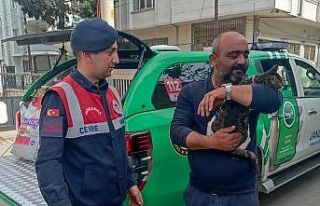 Binada mahsur kalan kediyi jandarma kurtardı