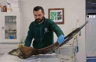 Binlerce yaban hayvanı hayata döndürüldü