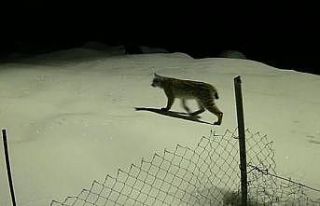 Birinci derece koruma altındaki vaşak güvenlik...
