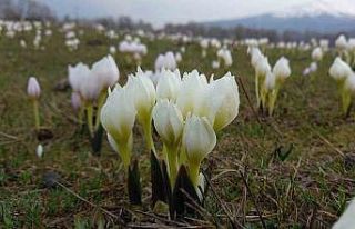 Bitlis’te baharın müjdecisi kardelenler açtı
